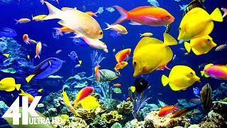 The Best 4K Aquarium 🐠 3 Hours of Beautiful Coral Reef Fish - Sleep Relax Meditation Music