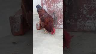 RIR Breed Hen and Rooster Eating #Hens #Rooster