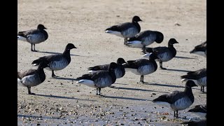 Atlantic Brant Study
