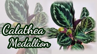 Calathea Medallion - Complete Care