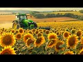 Amazing Sunflower Farming | Modern Technology Helps Australian Farmers Produce Tons Of Sunflowers