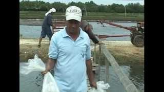 Milkfish (Bangus) & Vannamei (White Shrimp) Polyculture in Ponds Part 1