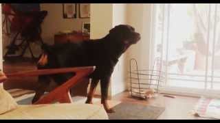 Lena the Rottweiler protecting her home