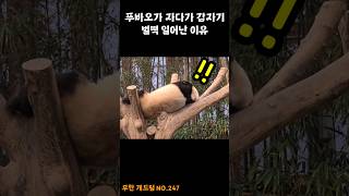 푸바오가 자다가 갑자기 벌떡 일어난 이유 [미공개영상 최초 공개] #SHORTS