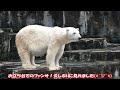 【しろくまピース】2024 7 2のピースちゃん💕その１　とべ動物園