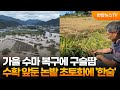 가을 수마 복구에 구슬땀…수확 앞둔 논밭 초토화에 '한숨' / 연합뉴스TV (YonhapnewsTV)