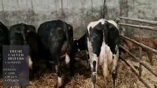 C13032023E - 10 Fresh Calved Heifers