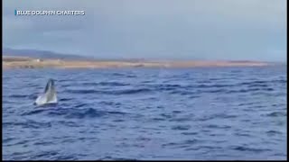 Caught on camera: Humpback whale puts on a show in waters off Kauai