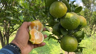 Nagpuri mandarin santra N4, 🍊 संतरा की बाग़वानी कैसे करें @Jaihindnursery #jhn