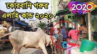 পাগলা গরুর আক্রমন | রাস্তায় নেমে কোরবানি গরুর ভয়ংকর আক্রমন ২০২০ | Siddhirganj Gorur Haat