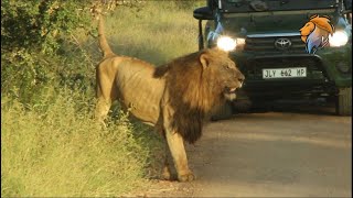 Lion King Marking His Territory While Patrolling Against Rivals.