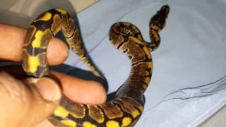 2015 hatchling ball python collection