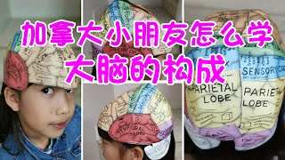 加拿大小朋友是怎么学习大脑的构造的？|  加拿大三年級小朋友是怎麼學習大腦的構造的？