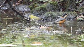 河口湖フィールドセンターのメジロとヤマガラの水浴び　その１（4K動画）