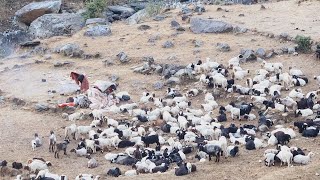 Himalayan  organic village  lifestyle