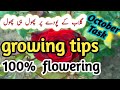 Rose plant growing tips/ Rose care/Important task before winter/Save rose plant