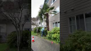 14 ft. Tropical Palm Tree Trachycarpus fortunei in beautiful Victoria, BC Transplanted by Palm Daddy