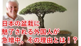 【海外の反応】日本の盆栽に魅了される外国人が急増中、その理由とは！？