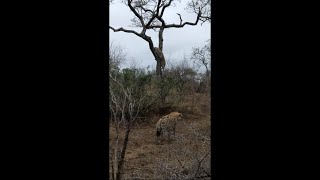 Leopard Scared From Hyena Climbs a Tree for Safety