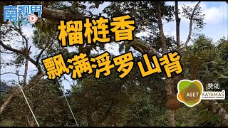 【南视界】榴梿香 飘满浮罗山背