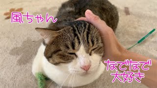 【アニマルウィズオールウェイズの保護猫】風ちゃんは撫でられるのが大好き♪