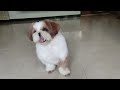 cute puppy playing with ball video shih tzu dog breed