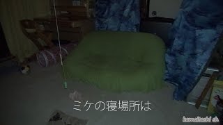 夜、保護子猫みけの部屋で寝場所を覗いてみた　At night, I checked where protection kitten Mi-ke is sleeping 【瀬戸の三毛猫日記】