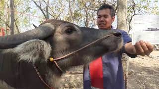 เปิดราคาความงามของพ่อแดงคับผมสนใจโทรสอมทามเราได้คับผม