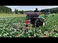 キャベツ　cabbage　中耕　除草　多目的田植機　【キュウホー　ashoragri】