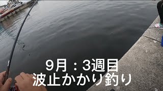 ホームでかかり釣り！　チヌのアタリを見極める‼️with高校生チヌ師