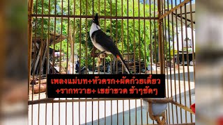 หัวครก+ผัดก๋วยเตี๋ยว+เขย่าขวด+รากหวาย(เพลงใต้แม่บท) Red-whiskered BulbulI   Chào mào#นกกรงหัวจุก