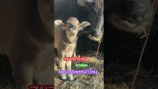 สมาชิกใหม่ #ทายาทเพชรลำโขง #ควายไทย #ควายงาม #เพชรลำโขง #farming #ควายพัฒนา #ควายพัฒนา