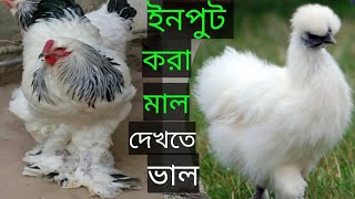 বিদেশি সৌখিন মুরগির ছড়াছড়ি Scary of foreign chickens