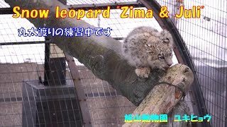 丸太渡りの練習中です（旭山動物園　ユキヒョウのジーマとユーリ）~ Snow leopard \