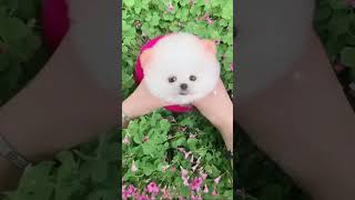 Pomeranian Dog | How to buy cute Pomeranian Dog | Pocket Dog | Teacup dog |  #puppies #shorts #viral