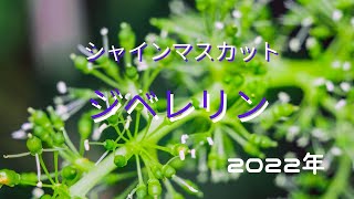 シャインマスカット 「ジベレリン処理」 2022年