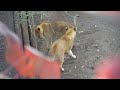 旭山動物園のライオン・オリトファミリー　2023年10月8日・vol.16