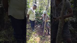 ಕಾಳು ಮೆಣಸಿನ ಬಳ್ಳಿ ನೆಡುವುದರ ಮಾಹಿತಿ