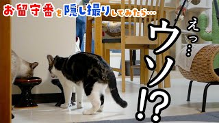 猫たちだけのお留守番を隠し撮りしたら、デュフィとてつやの密会を目撃してしまいました…！