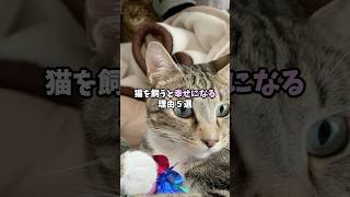 猫を飼うと幸せになる理由5選 #猫 #ねこ #保護猫 #猫動画 #猫のいる暮らし #猫のいる生活 #雑学 #猫好きさんと繋がりたい #猫好き #猫との暮らし VOICEVOX:青山龍星