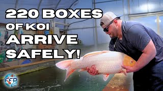 From Japan with Love – Unboxing 220 Boxes of Koi!