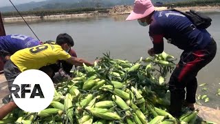 Myanmar Farmers Dump Crops After China Reduces Cross-Border Traffic