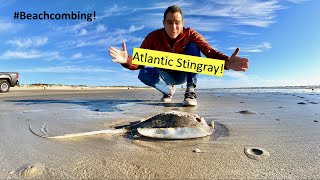 #Beachcombing - Atlantic Stingray