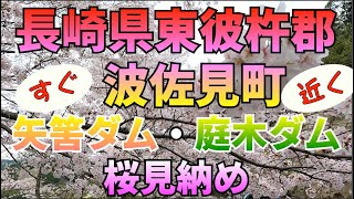 長崎県東彼杵郡波佐見町から車で10分、佐賀県武雄市の矢筈ダム＆庭木ダムの桜を探索❗️見納めです