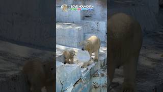 赤ちゃんよりオモチャが気になるイッちゃんなのでした#shorts#polarbear#ホッキョクグマ