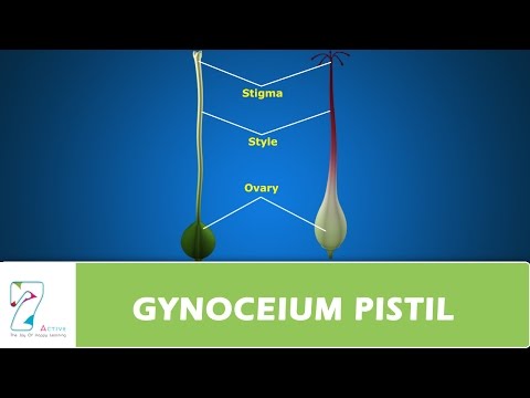 What surrounds the pistil?