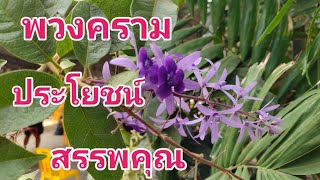 ไม่เคยรู้ #พวงคราม#ช่อม่วง# ลดน้ำตาลในเลือด เบาหวาน ลดไขมัน บำรุงหัวใจ