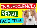 INSUFICIENCIA RENAL en Perros - FASE TERMINAL