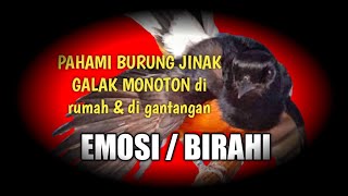 Murai batu gak mau bongkar materi, birung murai batu ngukluk burung jinak dan galak