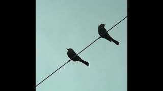 Two birds on a wire - TIKTOK VERSION / Final chorus has all choruses playing - Regina Spektor